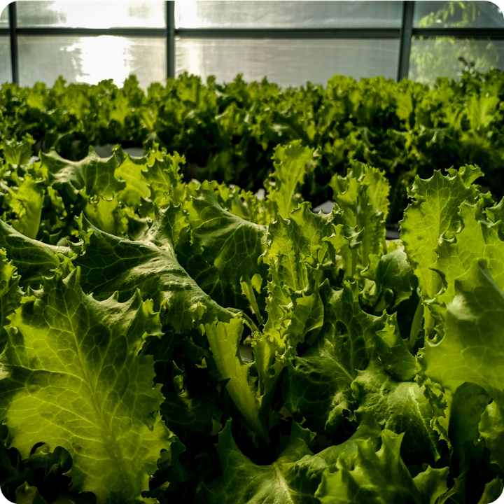 Lettuce field