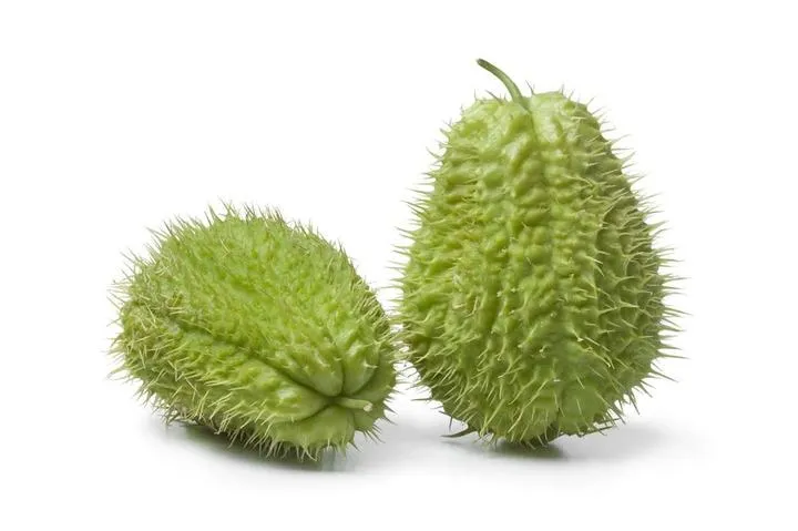 Chayote con Espinas